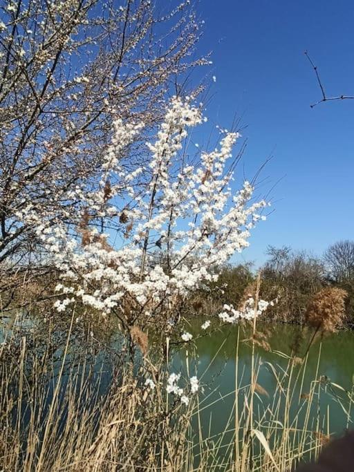 Locazione Mimosa Con Giardino Villa Ostellato Bagian luar foto