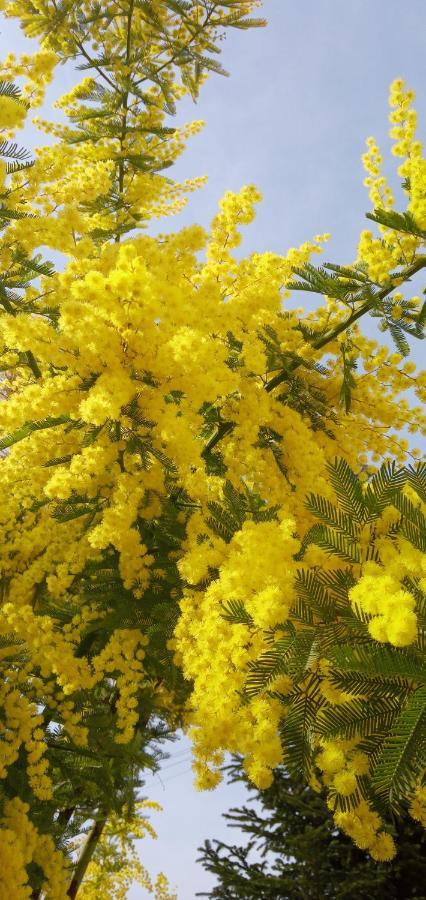 Locazione Mimosa Con Giardino Villa Ostellato Bagian luar foto